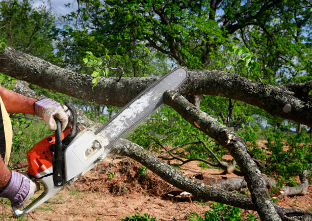 Colfax, CA Tree Services Company